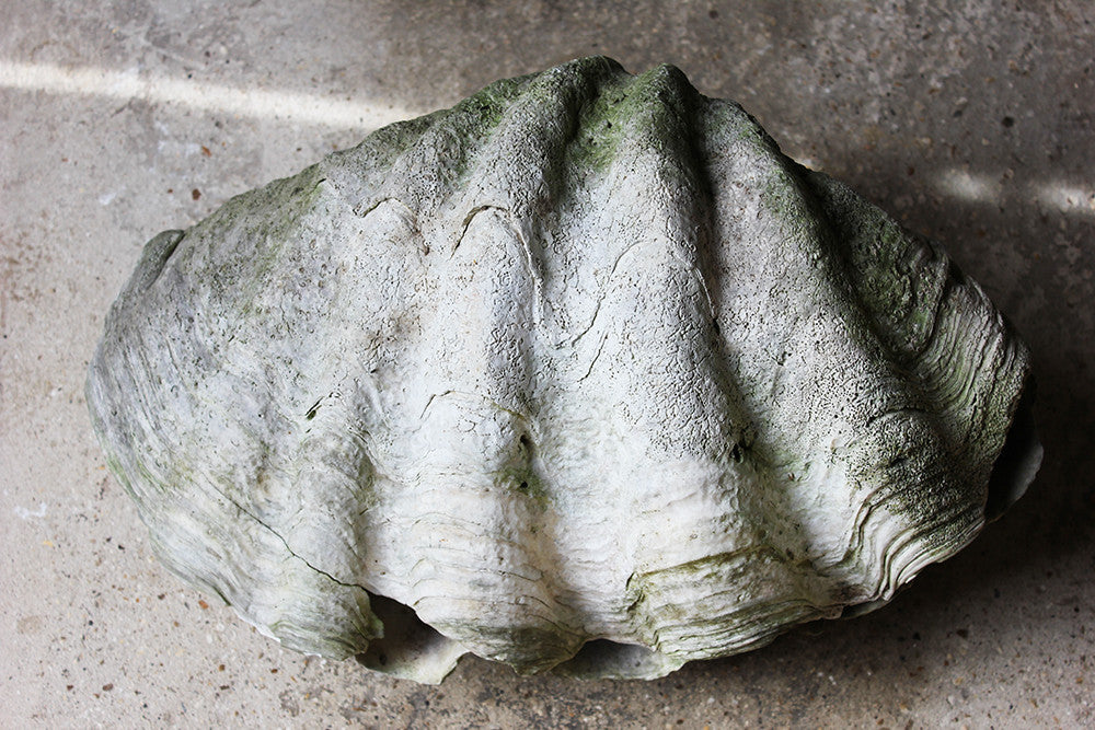 A Fine Pair of Early 20thC Giant Clam Shells