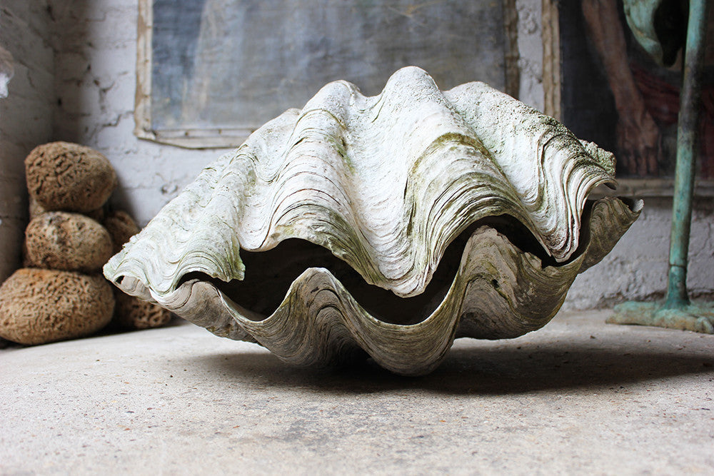 A Fine Pair of Early 20thC Giant Clam Shells