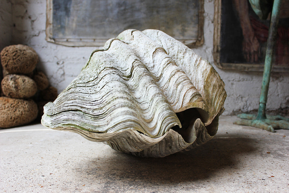 A Fine Pair of Early 20thC Giant Clam Shells