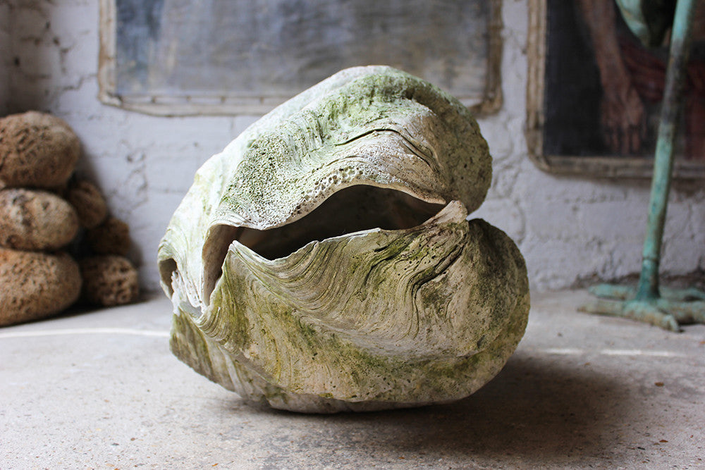 A Fine Pair of Early 20thC Giant Clam Shells