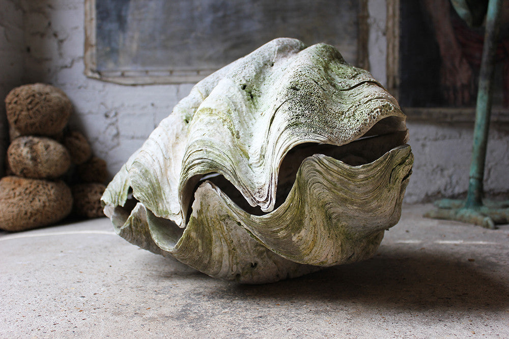 A Fine Pair of Early 20thC Giant Clam Shells