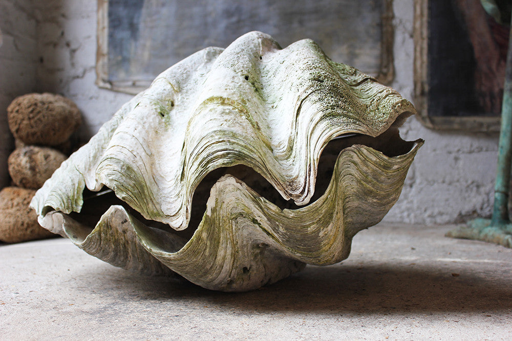 A Fine Pair of Early 20thC Giant Clam Shells