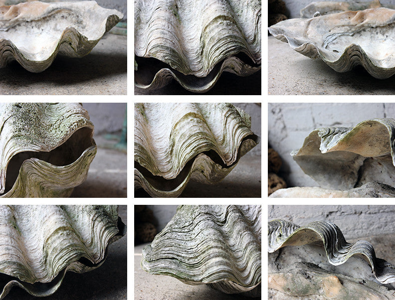 A Fine Pair of Early 20thC Giant Clam Shells