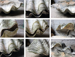 A Fine Pair of Early 20thC Giant Clam Shells