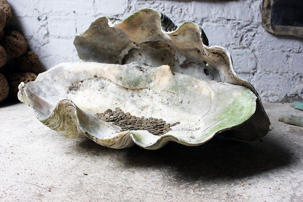 A Fine Pair of Early 20thC Giant Clam Shells