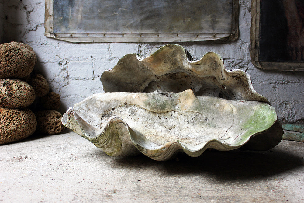 A Fine Pair of Early 20thC Giant Clam Shells