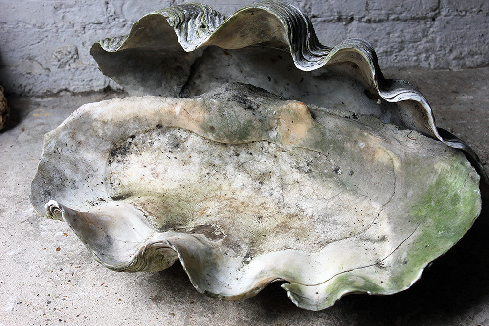 A Fine Pair of Early 20thC Giant Clam Shells