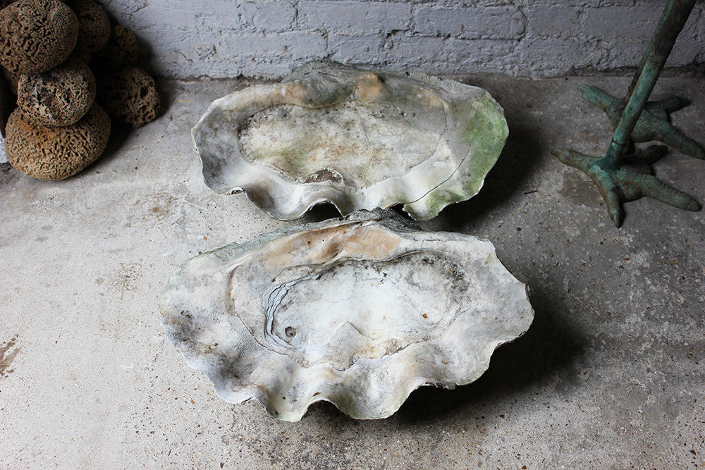 A Fine Pair of Early 20thC Giant Clam Shells