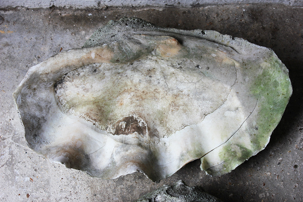 A Fine Pair of Early 20thC Giant Clam Shells