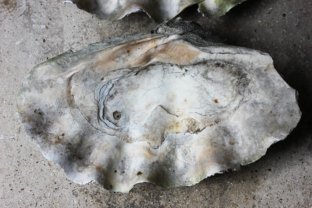 A Fine Pair of Early 20thC Giant Clam Shells