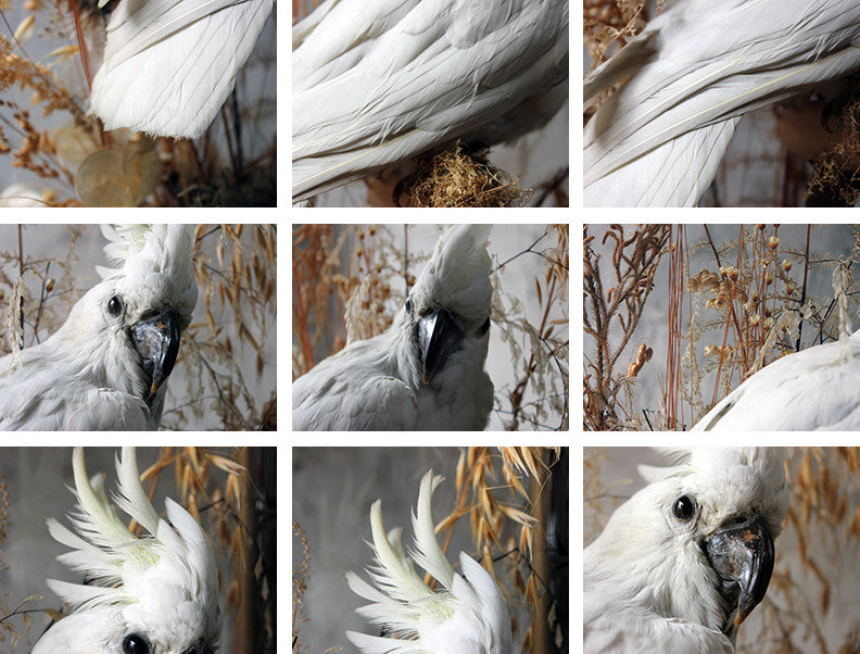A Good Quality Victorian Dome Cased Taxidermy White Cockatoo c.1880
