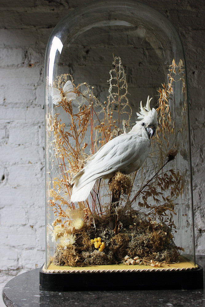 A Good Quality Victorian Dome Cased Taxidermy White Cockatoo c.1880