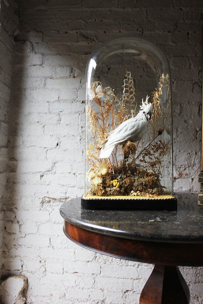 A Good Quality Victorian Dome Cased Taxidermy White Cockatoo c.1880