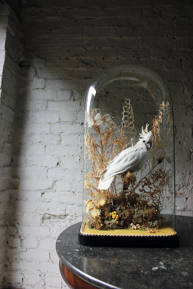 A Good Quality Victorian Dome Cased Taxidermy White Cockatoo c.1880