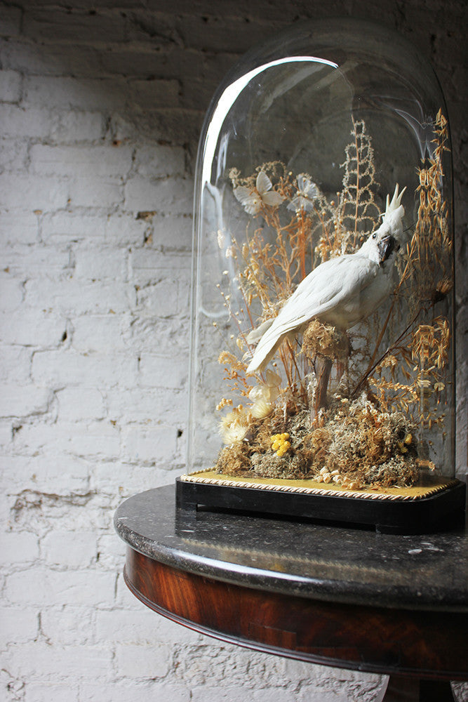 A Good Quality Victorian Dome Cased Taxidermy White Cockatoo c.1880