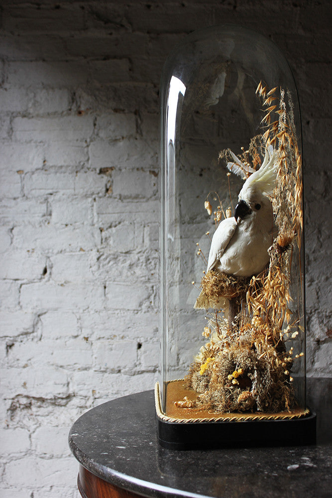 A Good Quality Victorian Dome Cased Taxidermy White Cockatoo c.1880