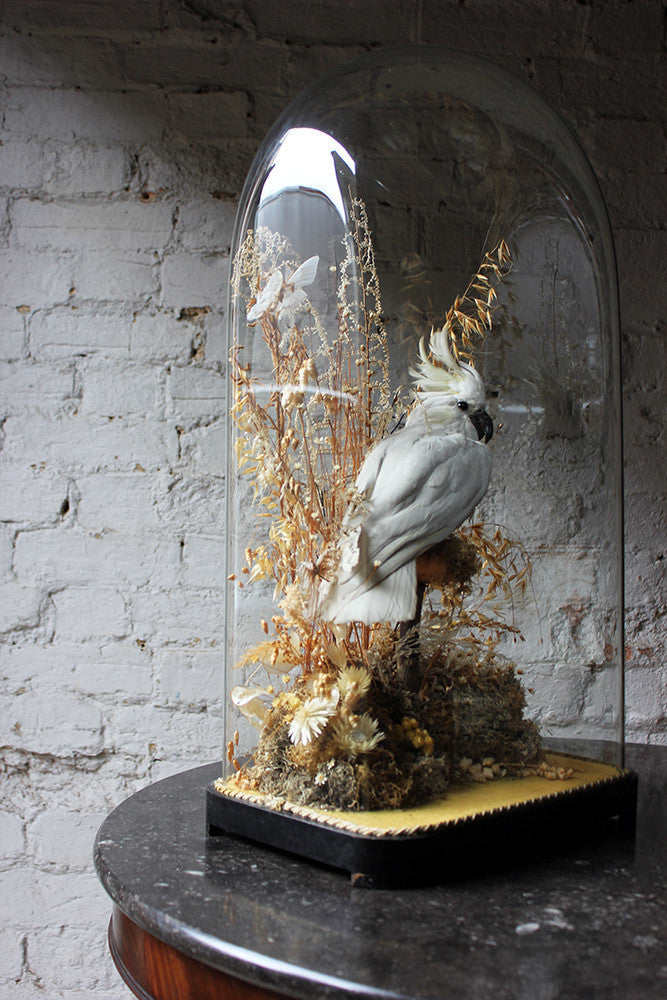 A Good Quality Victorian Dome Cased Taxidermy White Cockatoo c.1880