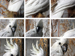 A Good Quality Victorian Dome Cased Taxidermy White Cockatoo c.1880