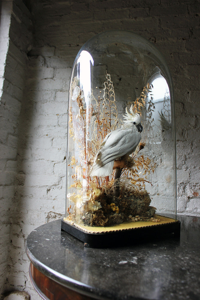 A Good Quality Victorian Dome Cased Taxidermy White Cockatoo c.1880
