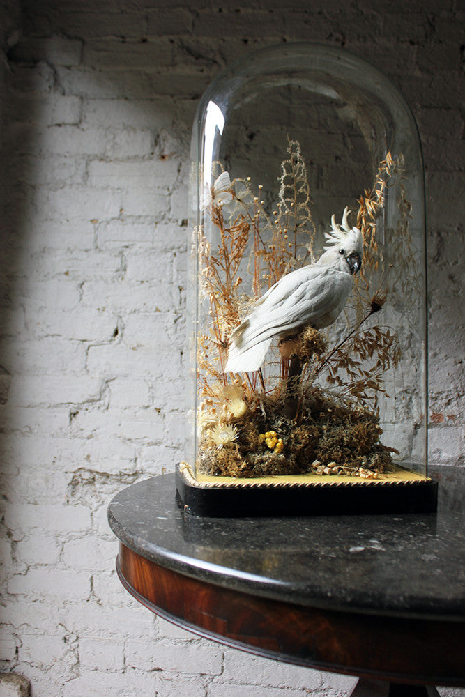 A Good Quality Victorian Dome Cased Taxidermy White Cockatoo c.1880