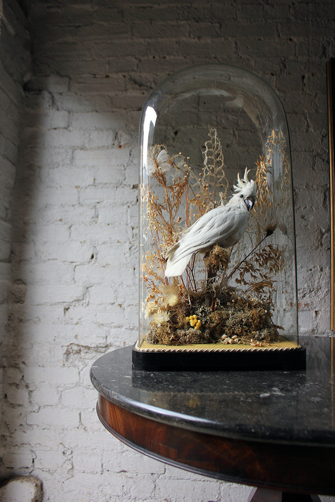 A Good Quality Victorian Dome Cased Taxidermy White Cockatoo c.1880