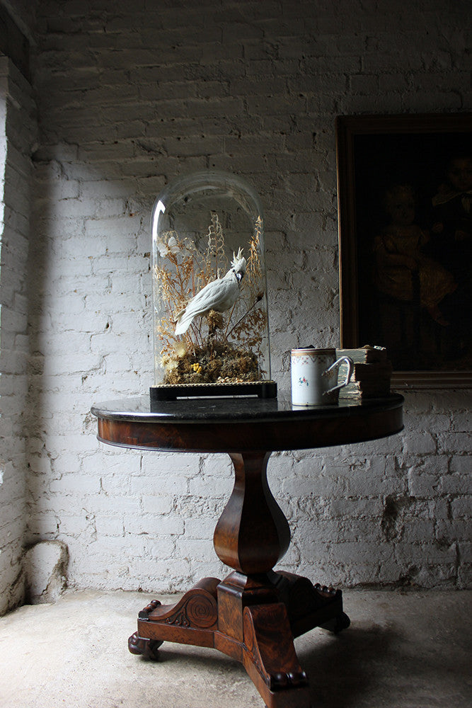 A Good Quality Victorian Dome Cased Taxidermy White Cockatoo c.1880