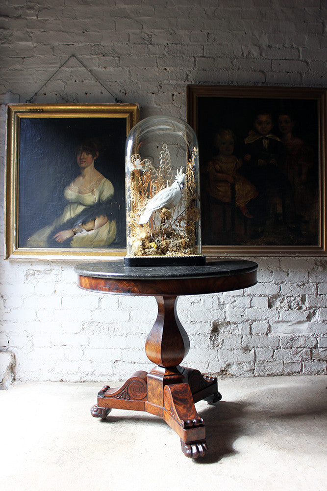 A Good Quality Victorian Dome Cased Taxidermy White Cockatoo c.1880