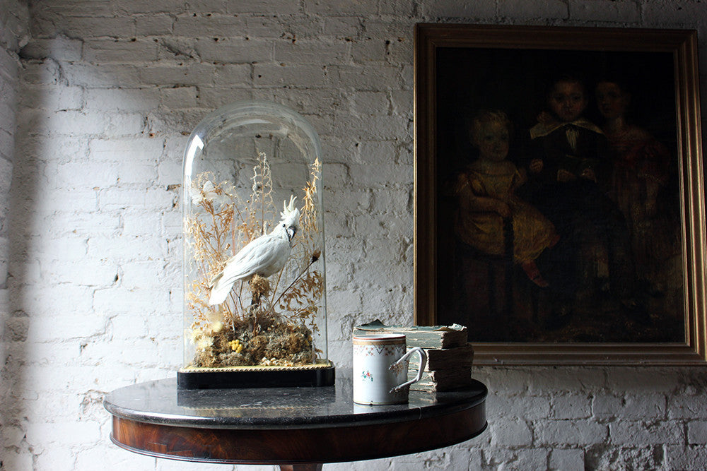A Good Quality Victorian Dome Cased Taxidermy White Cockatoo c.1880