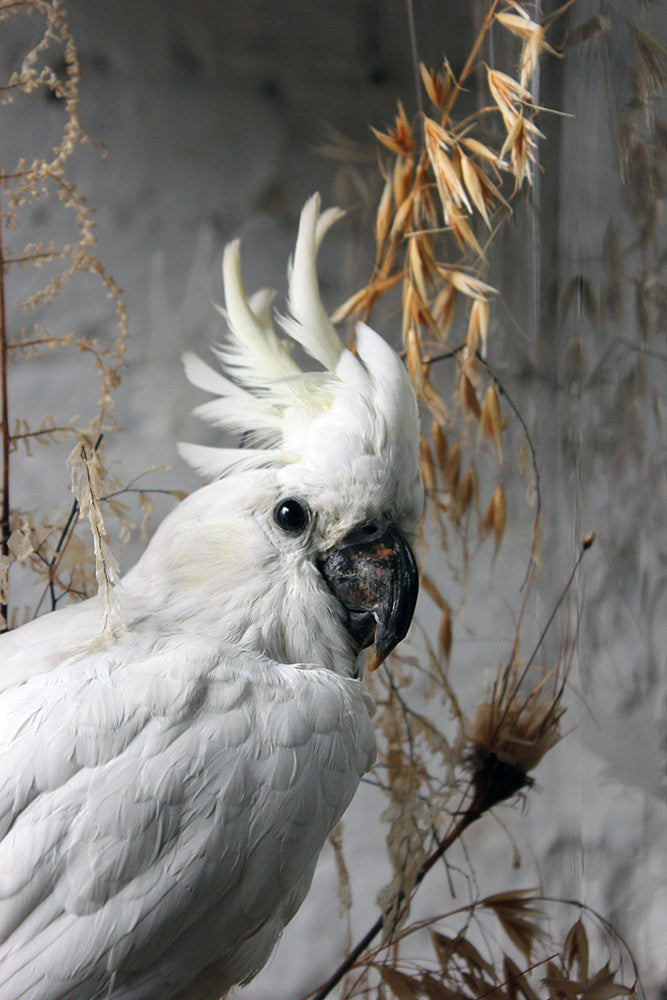A Good Quality Victorian Dome Cased Taxidermy White Cockatoo c.1880
