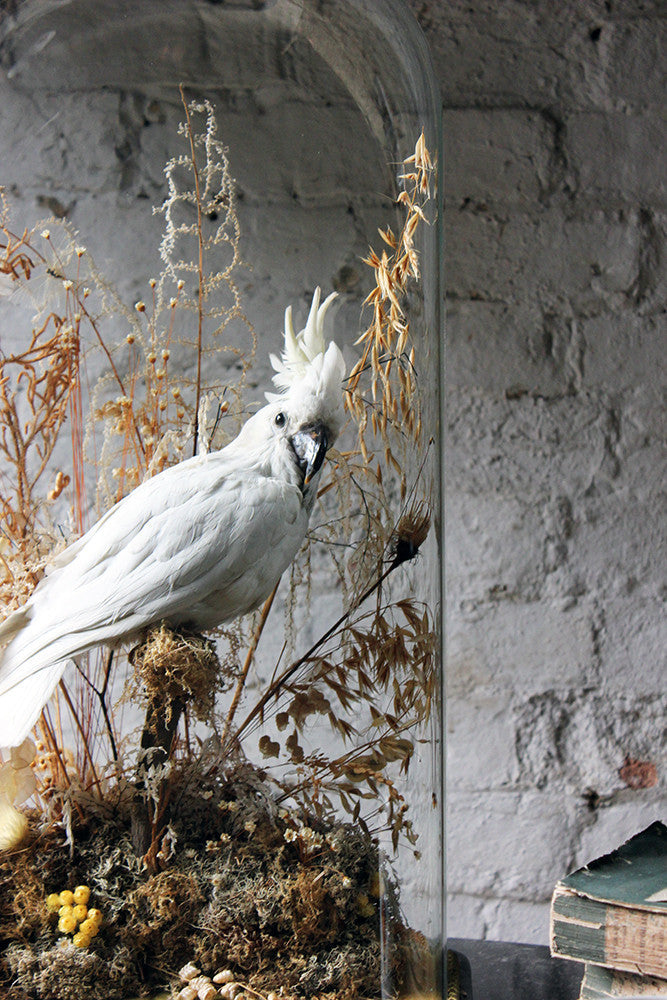 A Good Quality Victorian Dome Cased Taxidermy White Cockatoo c.1880