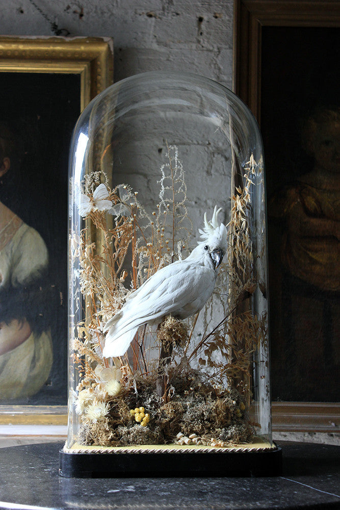 A Good Quality Victorian Dome Cased Taxidermy White Cockatoo c.1880