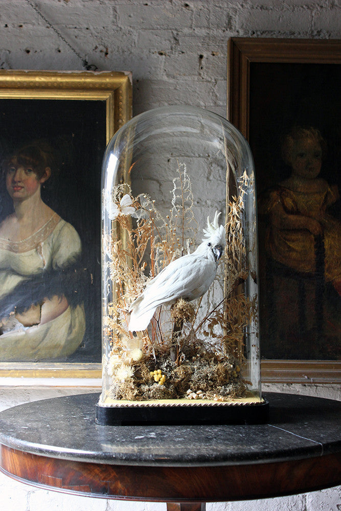 A Good Quality Victorian Dome Cased Taxidermy White Cockatoo c.1880