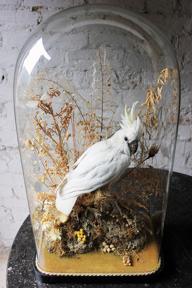 A Good Quality Victorian Dome Cased Taxidermy White Cockatoo c.1880