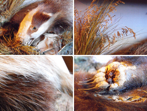 A 20thC Taxidermy Badger in Naturalistic Case