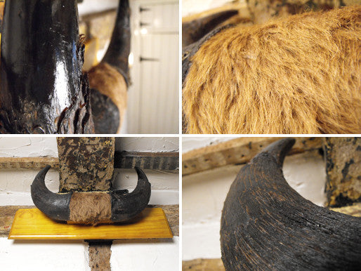 A Good Pair of Taxidermy Mounted American Plains Bison Horns