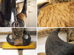 A Good Pair of Taxidermy Mounted American Plains Bison Horns