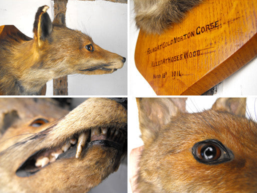 A Fine Early 20thC Mounted Taxidermy Fox Mask Dated to 1914