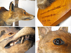 A Fine Early 20thC Mounted Taxidermy Fox Mask Dated to 1914