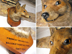 A Fantastic Early 20thC Mounted Taxidermy Fox Mask Dated to 1916