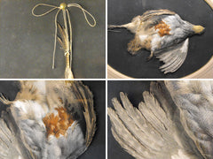 A 19thC Paper-Cut Trompe L'oeil Illusionist Still Life Study Of A Dead Partridge In a Glazed Oak Frame