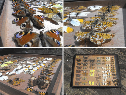 A Fine Early 20th Century Lepidopterist Display Case