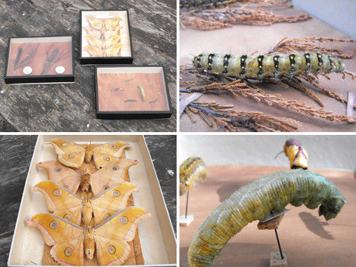 A Fine Trio of Early 20thC Lepidopterist Cases