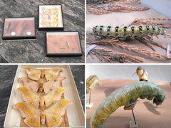 A Fine Trio of Early 20thC Lepidopterist Cases