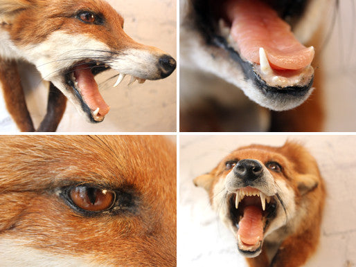A Good Quality Open Mounted Mid 20thC Taxidermy Fox Mask & Forequarters