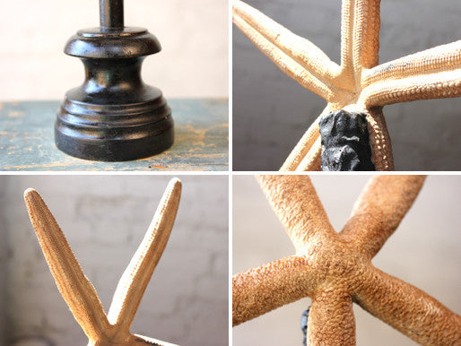 A Decorative Early 20thC Mounted Natural History Specimen of a Starfish