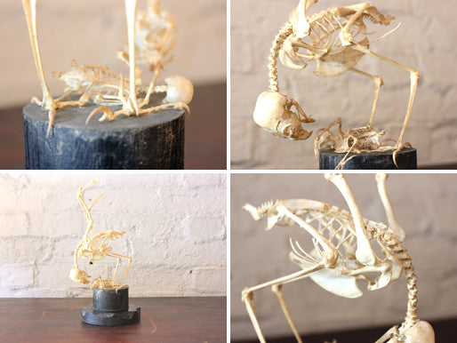 A Fascinating Natural History Articulated Anatomical Skeleton of a Sparrowhawk Preying on a Sparrow