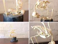 A Fascinating Natural History Articulated Anatomical Skeleton of a Sparrowhawk Preying on a Sparrow