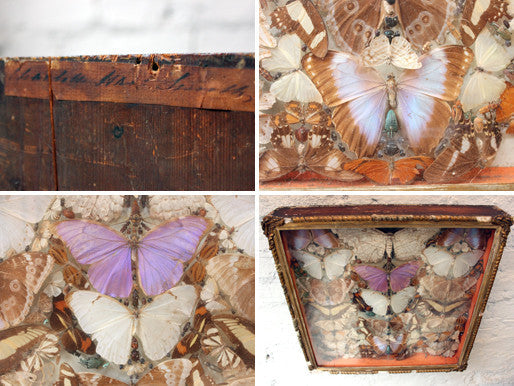 A Glorious Late 19thC Shadow Box Framed Entomology Collection