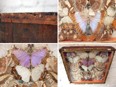 A Glorious Late 19thC Shadow Box Framed Entomology Collection