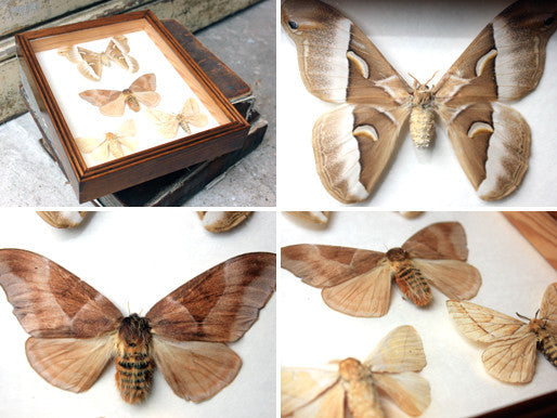 A Fine Mid 20thC Lepidopterist's Shadow Boxed Display of Silk Moths